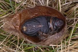 Attēlu rezultāti vaicājumam “Saturnia pavonia eggs”