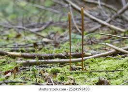 Attēlu rezultāti vaicājumam “Macrotyphula fistulosa”