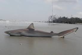 Image result for Rhizoprionodon terraenovae