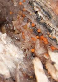 Attēlu rezultāti vaicājumam “Nectria peziza”