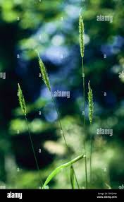 Attēlu rezultāti vaicājumam “Hordelymus europaeus”