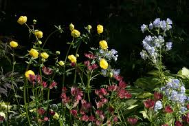 Attēlu rezultāti vaicājumam “Polemonium caeruleum fruit”