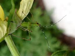 Attēlu rezultāti vaicājumam “Edwardsiana geometrica”