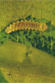 Attēlu rezultāti vaicājumam “Cameraria ohridella”