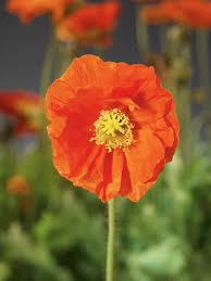 Image result for Papaver nudicaule