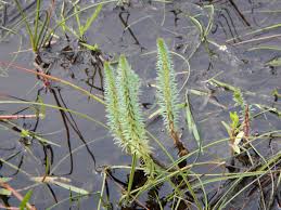 Attēlu rezultāti vaicājumam “Hippuris vulgaris”