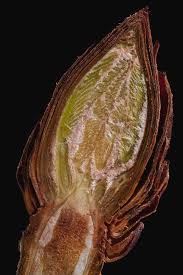 Attēlu rezultāti vaicājumam “Aesculus hippocastanum leaf”