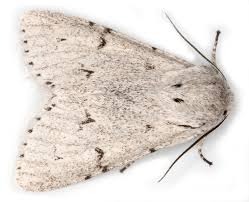 Attēlu rezultāti vaicājumam “Acronicta leporina”