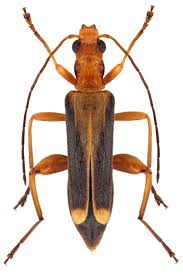 Attēlu rezultāti vaicājumam “Oedemeridae”