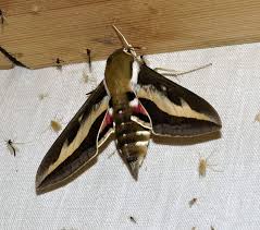 Attēlu rezultāti vaicājumam “Agonopterix hypericella imago”