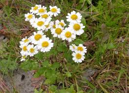 Image result for Tanacetum parthenium