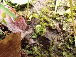 Attēlu rezultāti vaicājumam “Fossombronia wondraczekii”