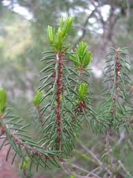 Attēlu rezultāti vaicājumam “Ericaceae”