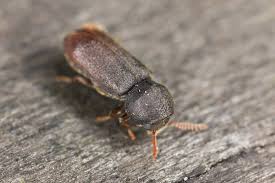 Attēlu rezultāti vaicājumam “Anobiidae”