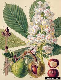 Attēlu rezultāti vaicājumam “Aesculus hippocastanum”