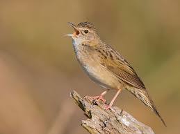 Image result for Locustella naevia