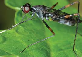 Attēlu rezultāti vaicājumam “Micropezidae”