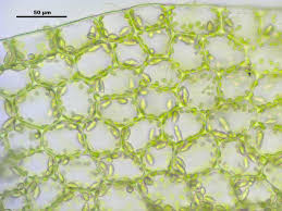 Attēlu rezultāti vaicājumam “Jungermannia hyalina”