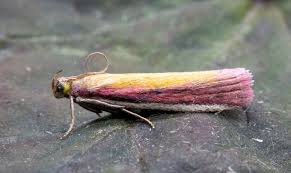 Attēlu rezultāti vaicājumam “Oncocera semirubella”