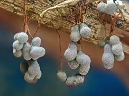 Attēlu rezultāti vaicājumam “Physaraceae”