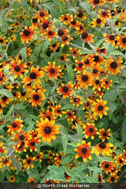 Image result for Rudbeckia Paradisio