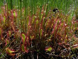 Attēlu rezultāti vaicājumam “Drosera anglica”