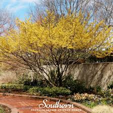 Attēlu rezultāti vaicājumam “Hamamelis”