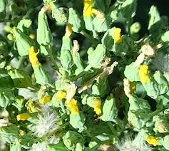 Attēlu rezultāti vaicājumam “Lactuca sativa flower”