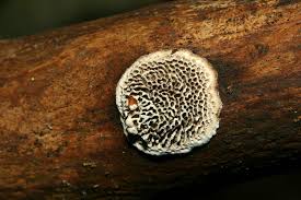 Attēlu rezultāti vaicājumam “Datronia mollis”