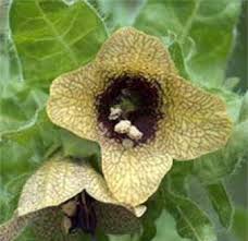 Attēlu rezultāti vaicājumam “Hyoscyamus niger”