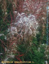 Attēlu rezultāti vaicājumam “Epilobium angustifolium fruit”