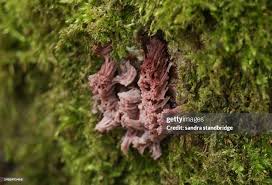 Attēlu rezultāti vaicājumam “Stemonitis fusca young”