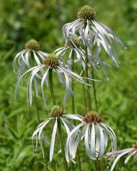 Image result for Echinacea pallida