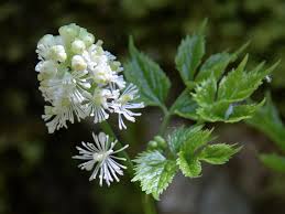 Attēlu rezultāti vaicājumam “Actaea spicata flower”