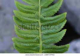Attēlu rezultāti vaicājumam “Polystichum lonchitis”