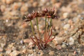 Attēlu rezultāti vaicājumam “Juncus capitatus”