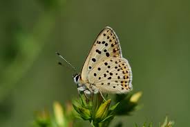 Attēlu rezultāti vaicājumam “Lycaena tityrus female”