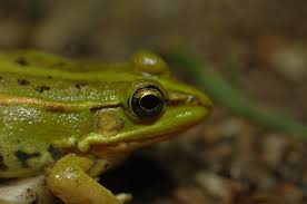 Attēlu rezultāti vaicājumam “Pelophylax juvenile”