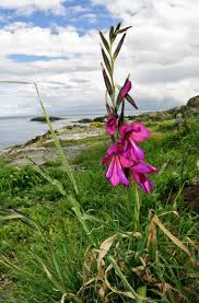 Attēlu rezultāti vaicājumam “Gladiolus imbricatus flower”
