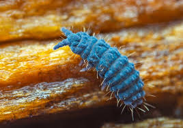 Attēlu rezultāti vaicājumam “Lignydium muscorum macro”