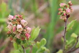 Attēlu rezultāti vaicājumam “Vaccinium myrtillus flower”