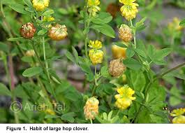 Attēlu rezultāti vaicājumam “Trifolium aureum flower”