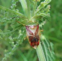 Attēlu rezultāti vaicājumam “Elasmostethus interstinctus nymph”