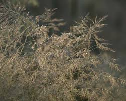 Attēlu rezultāti vaicājumam “Deschampsia flexuosa”