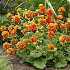 Attēlu rezultāti vaicājumam “Geum”