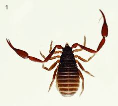 Attēlu rezultāti vaicājumam “Chelifer cancroides”