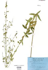 Attēlu rezultāti vaicājumam “Hemitrichia sordivesiculosa”