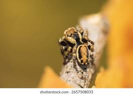 Attēlu rezultāti vaicājumam “Evarcha falcata male”