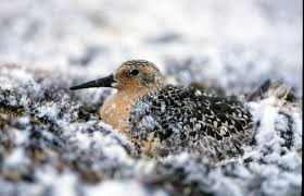 Attēlu rezultāti vaicājumam “Calidris canutus”