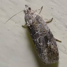 Attēlu rezultāti vaicājumam “Eudemis porphyrana”